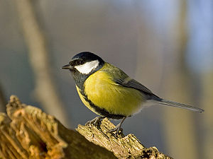 Vogelwelt in Hart